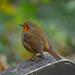 Lynton, Seachamber Wood, The Bird