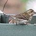 Purple Finch