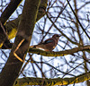 A jay