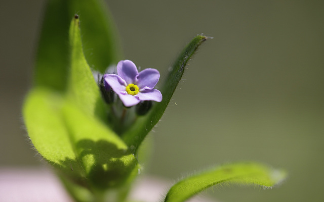 Forget me not