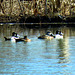 Ring-necked ducks (Aythya collaris)