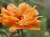 portulaca grandiflora