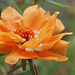 portulaca grandiflora