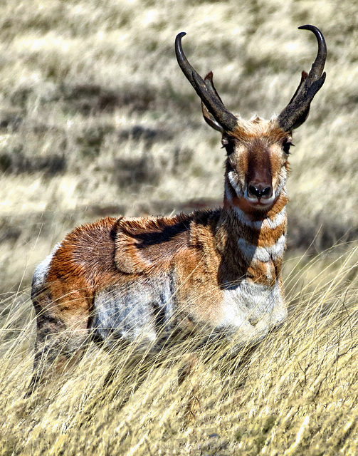 Arizona Pronghorn Antelope