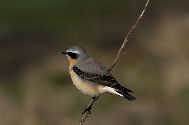 Northern Wheatear