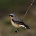 Northern Wheatear