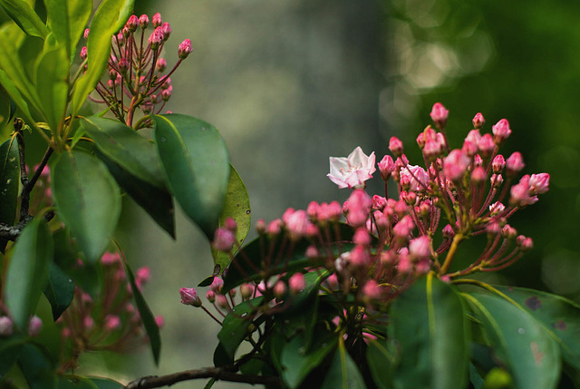 Mountain Laurel on the Way