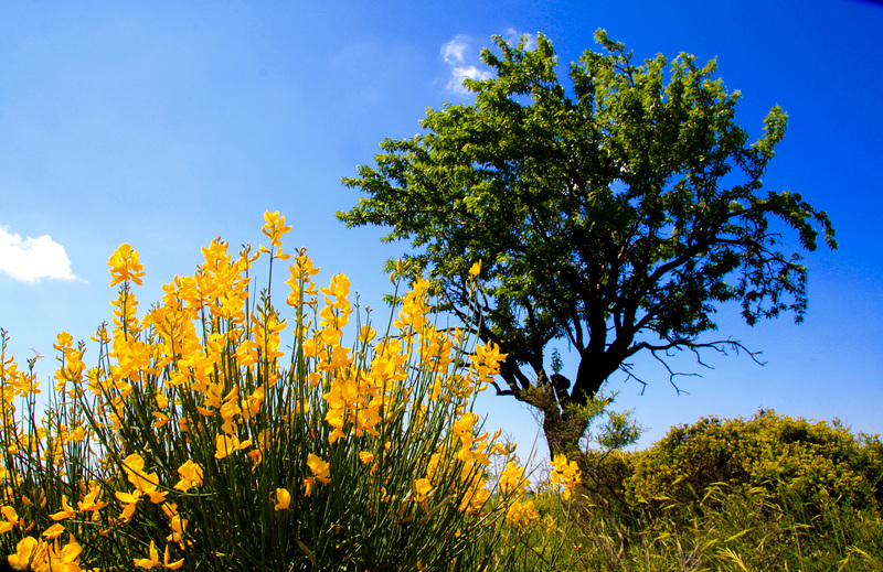 Wish you a wonderful sunny Day