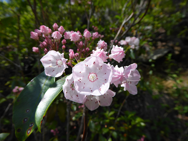 hübsche Laurel