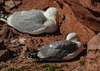 20180406 3620CPw [D~PI] Dreizehenmöwe (Rissa tridactyla), Helgoland