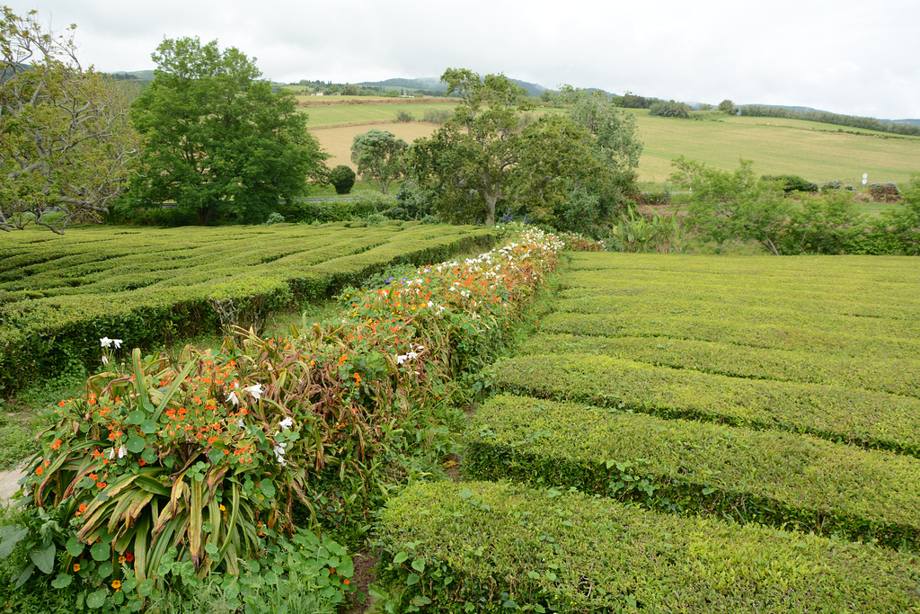 Azores, Island of San Miguel, The Tea Plantation of Gorreana