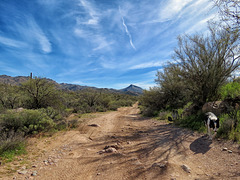 The Tonto National Forest