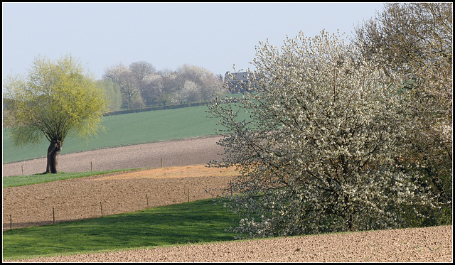 April flowers