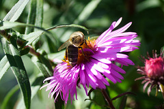 Ein fleißiges Bienchen