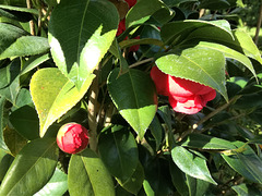 Camellias in the sun open faster