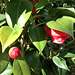 Camellias in the sun open faster