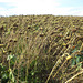 Sunflower Field