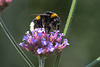 20140801 4392VRAw [D~E] Erdhummel, Gruga-Park, Essen