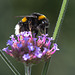 20140801 4392VRAw [D~E] Erdhummel, Gruga-Park, Essen