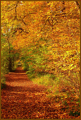 Forêt de Chantilly