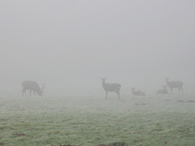 Familienidyll im Nebel