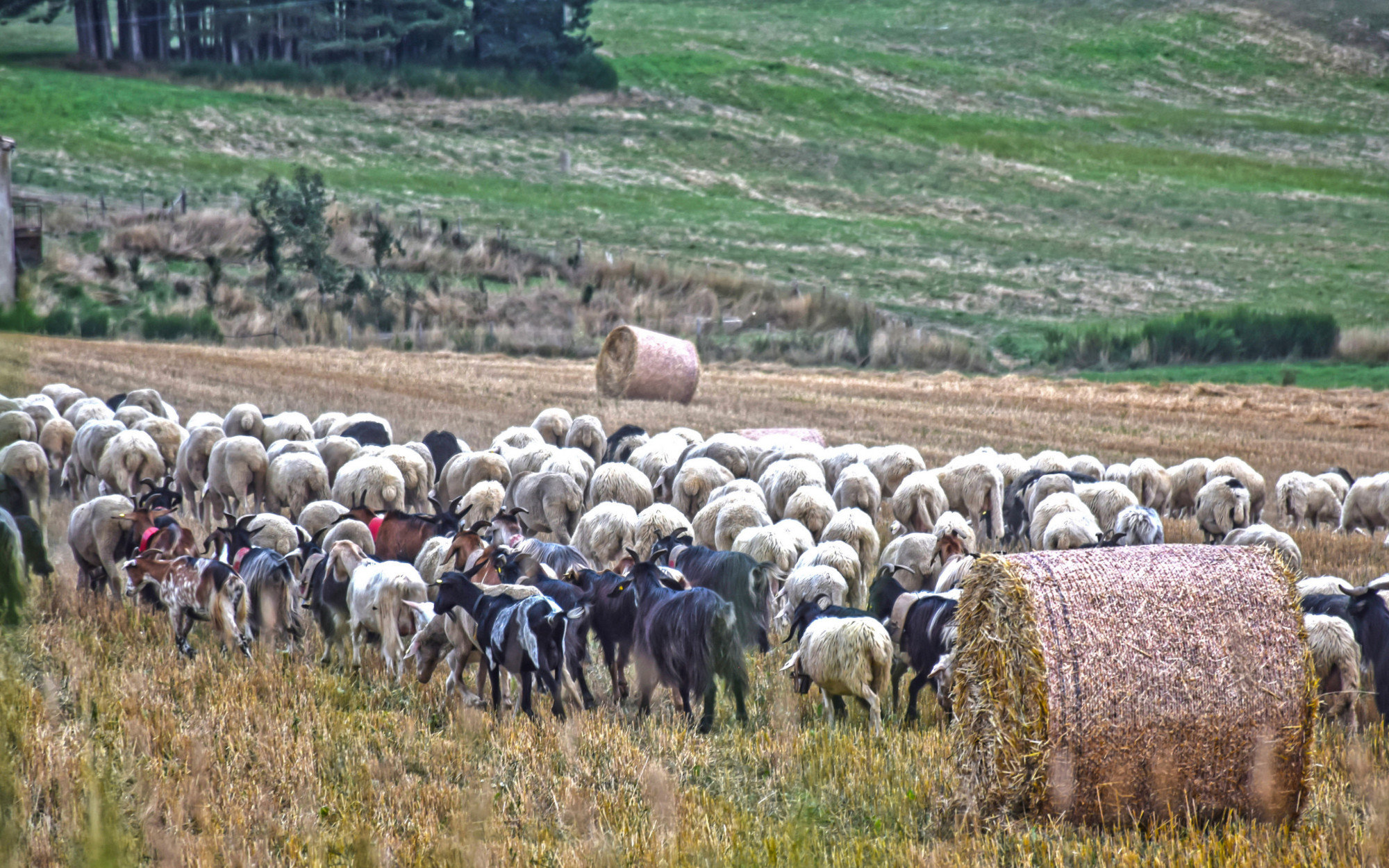 Nel Parco della Sila