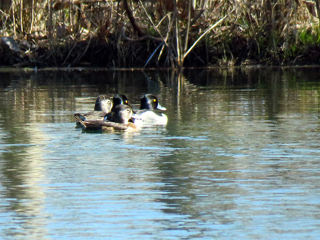 Ring-necked ducks resting