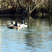 Ring-necked ducks resting