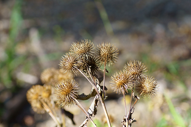 Herbst