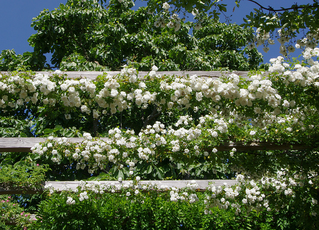 Sanders' White Rambler