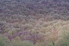 Kinder Bank Wood in Winter