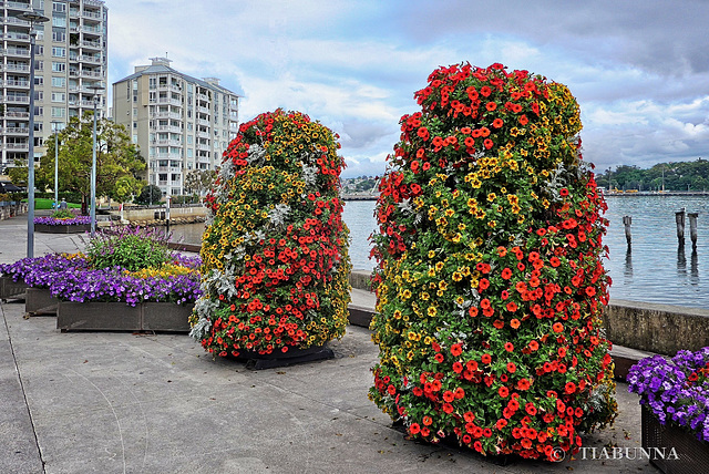 Pyrmont foreshore