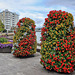 Pyrmont foreshore