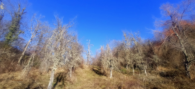 Abandoned orchard
