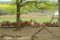 Les cerfs (1)