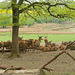 Les cerfs (1)