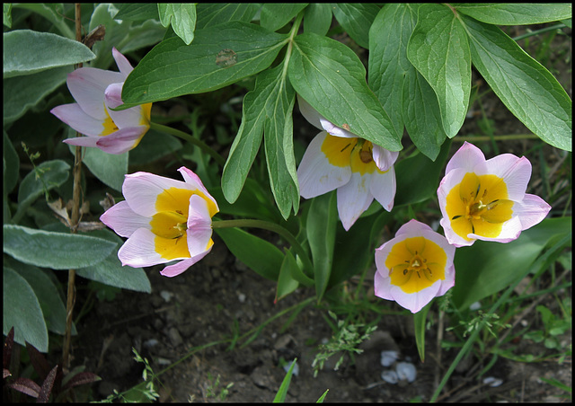 Tulipe Lilac Wonder (2)