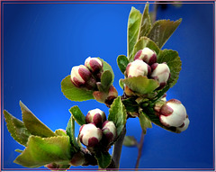 Kirschblüten - Knospen. ©UdoSm