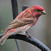 Purple Finch