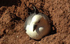 20180406 3621CPw [D~PI] Eissturmvogel (Fulmarus glaciallis), Helgoland