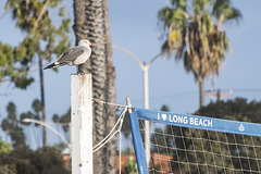 Long Beach, CA