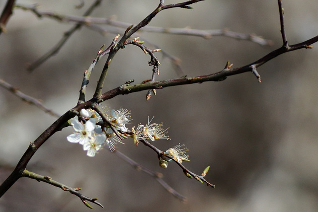 EOS 90D Peter Harriman 10 43 43 76618 spring dpp