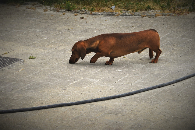 A very long dog!!!!