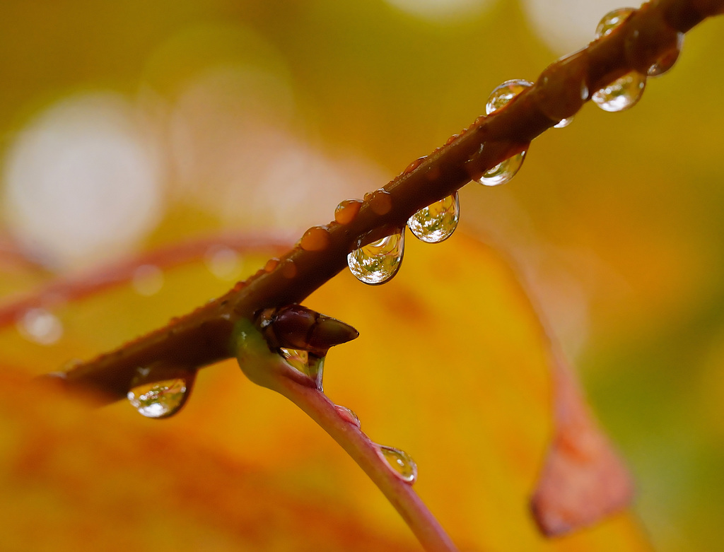 Nach dem Regen