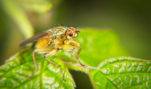 Die Gelbe Dungfliege (Scathophagidae) ist vorbei geflogen :))  The yellow dung fly (Scathophagidae) flew past :))  La mouche jaune du fumier (Scathophagidae) a survolé :))