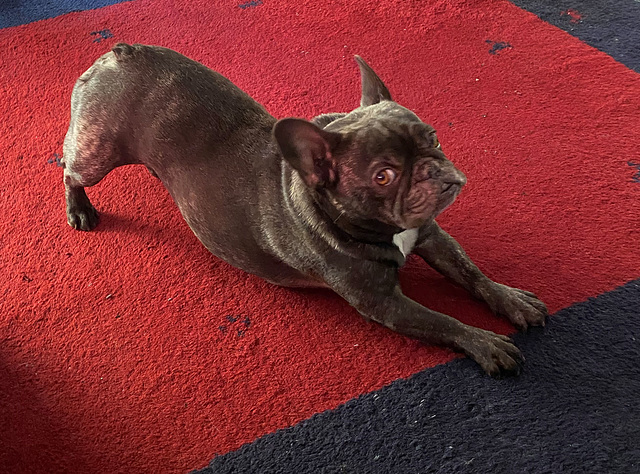 mein Hundemaedel wird heute 7 mein Hundemaedel wird heute 7