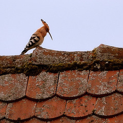 Huppe fasciée - Eurasian Hoopoe  (Upupa epops)