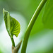 Renewal breath