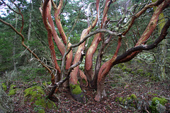 Pacific Madrone