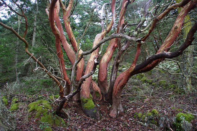 Pacific Madrone